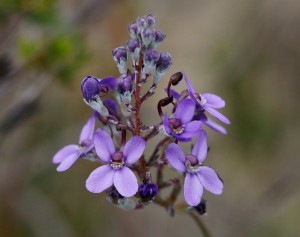 Pink fountain Triggerplant