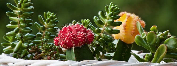Beautiful Succulents from the Rare Plants and Succulents Nursery, Sydney