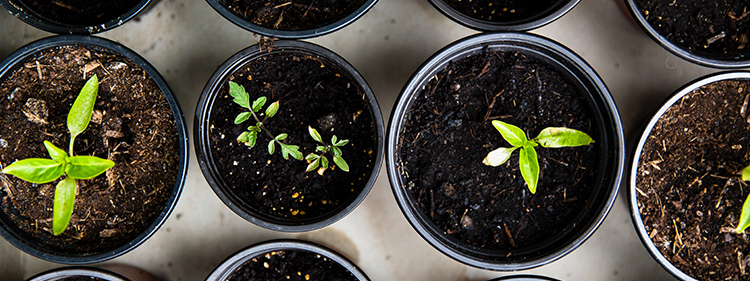 Seedlings