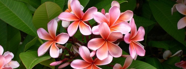 Scented Frangipani flowers