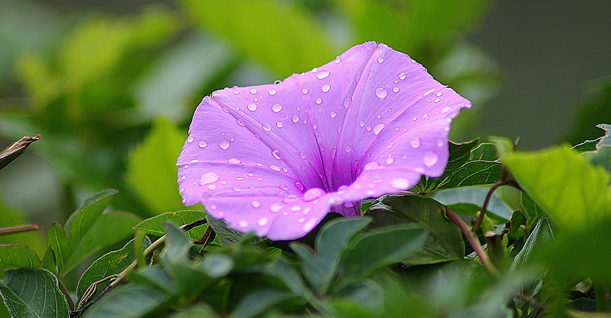 Poisonous Plants and Flowers Around The World and Australia