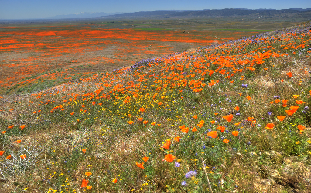 Field of flowers in the Antelope Valley poppy reserve