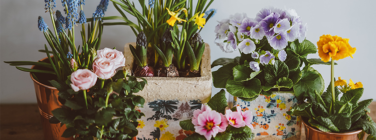 Assorted-colour petaled flowers in large pots
