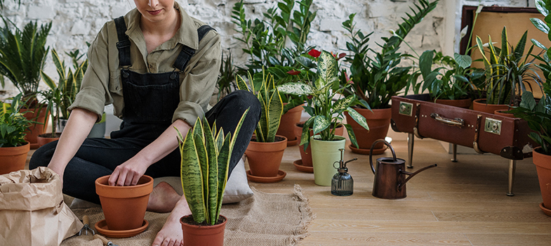 Woman changing the soil of a potted plant following a gardening myth