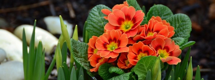 Primrose Flowers