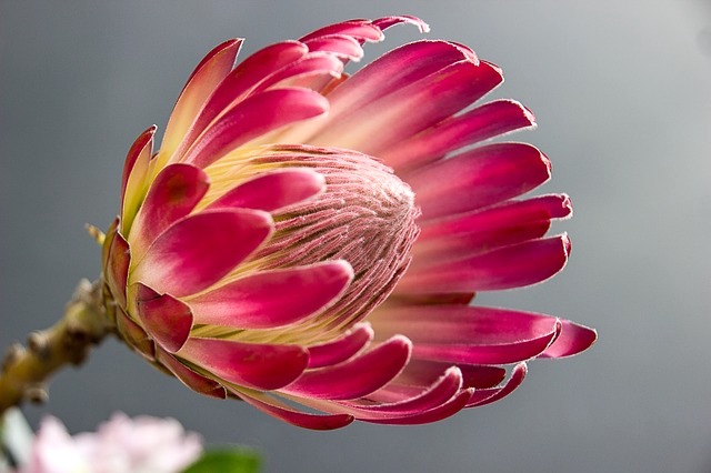 Protea flower