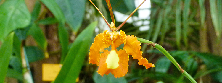 Butterfly Orchid