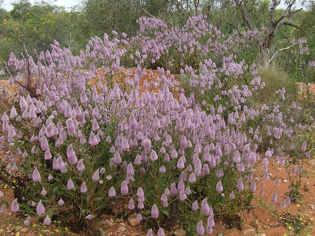 Ptilotus exaltatus Purple Mulla Mulla