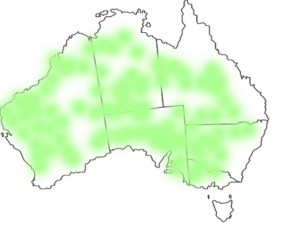 Ptilotus nobilis distribution