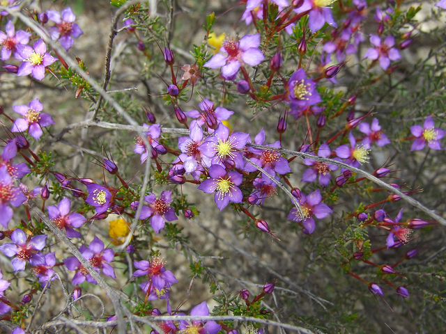 Calytrix brevifolia