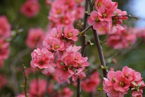 Guide to Spring Flowers in Sydney