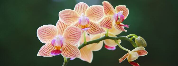 orchids