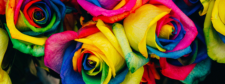 Rainbow Roses
