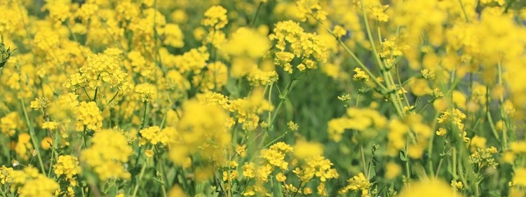Yellow Flowers