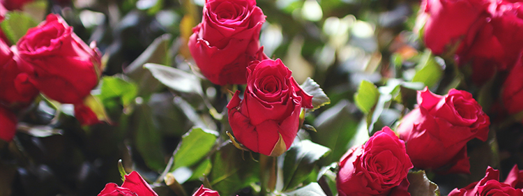 Red Roses