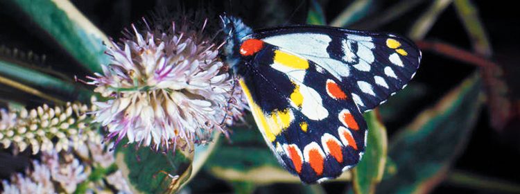 Red-spotted Jezebel butterfly