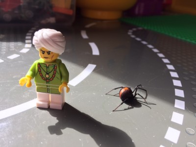 Redback spider