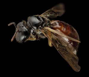 Reed Bees
