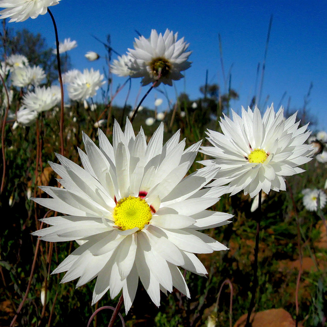 Australian Wildflowers