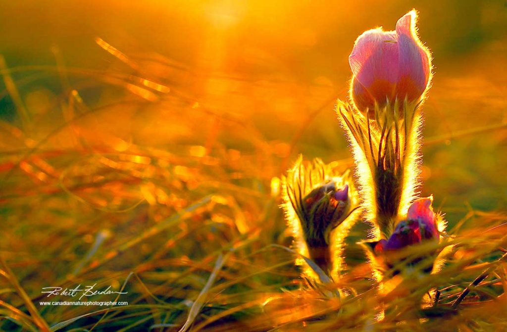  Prairie Crocus at sunrise