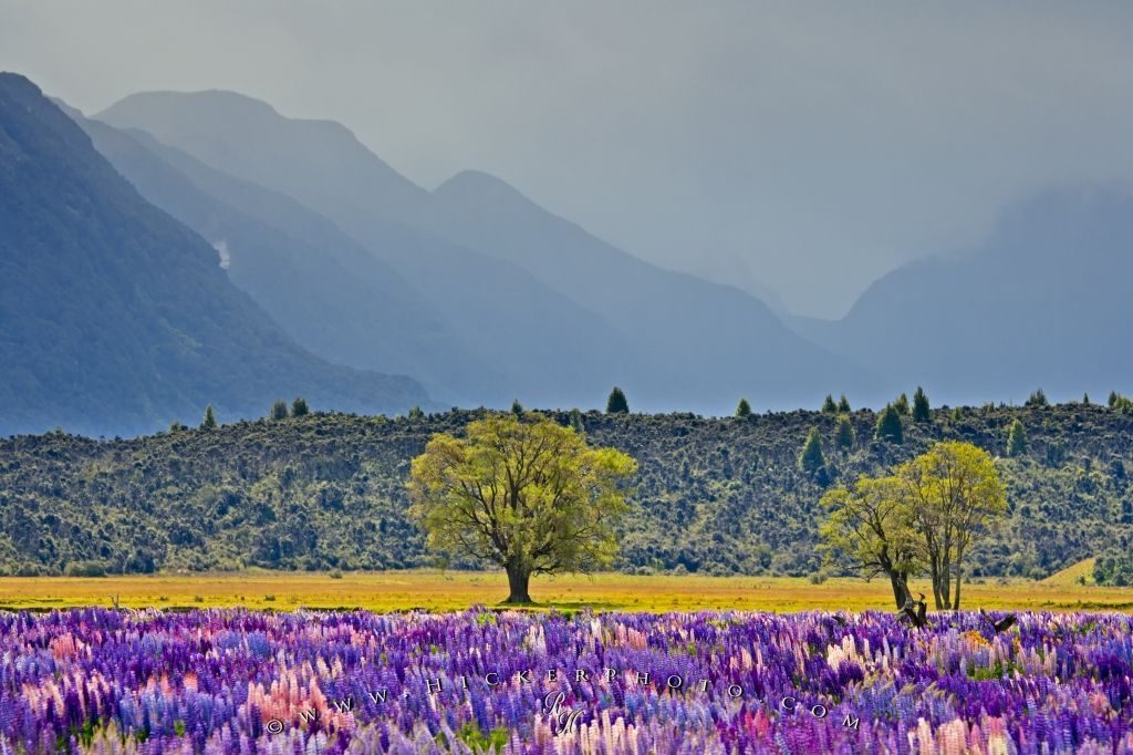NZ Lupin Flowers