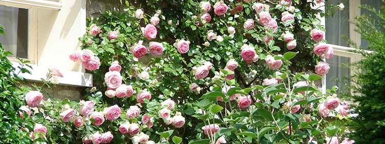 Wall Roses
