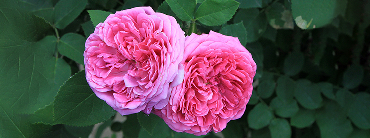 Damask roses