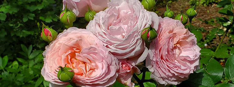 Pink Roses