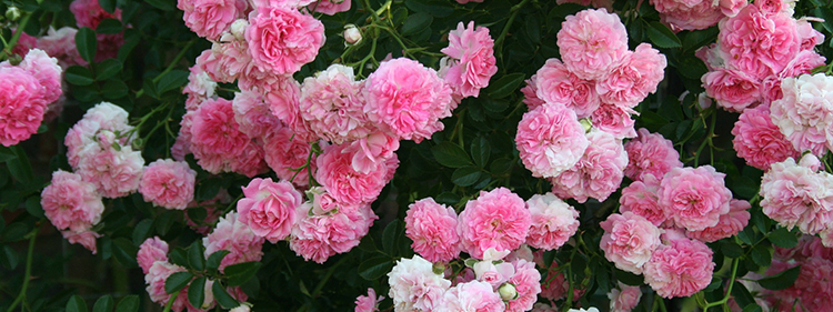 Pink Roses