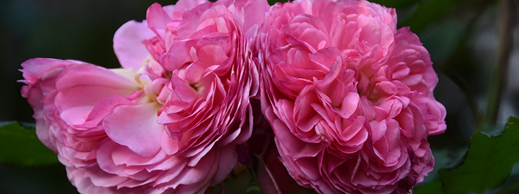 Damask Roses