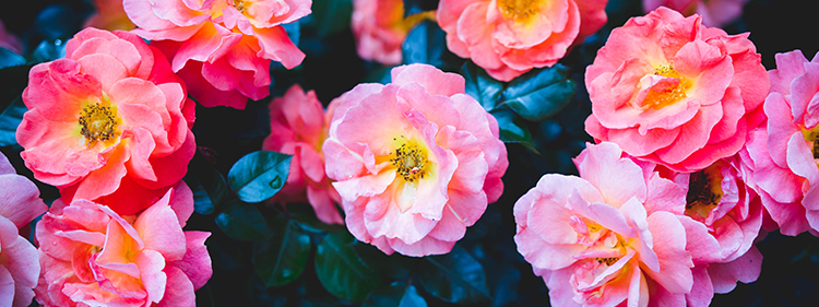 Roses
