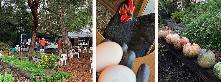People, Chicken with eggs and Pumpkin in the Rose Bay Community Garden