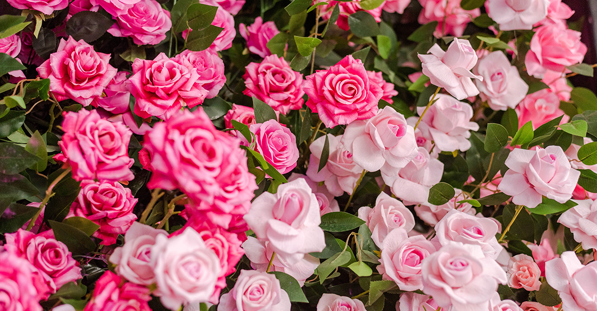 The Meanings Behind Every Colour of Rose