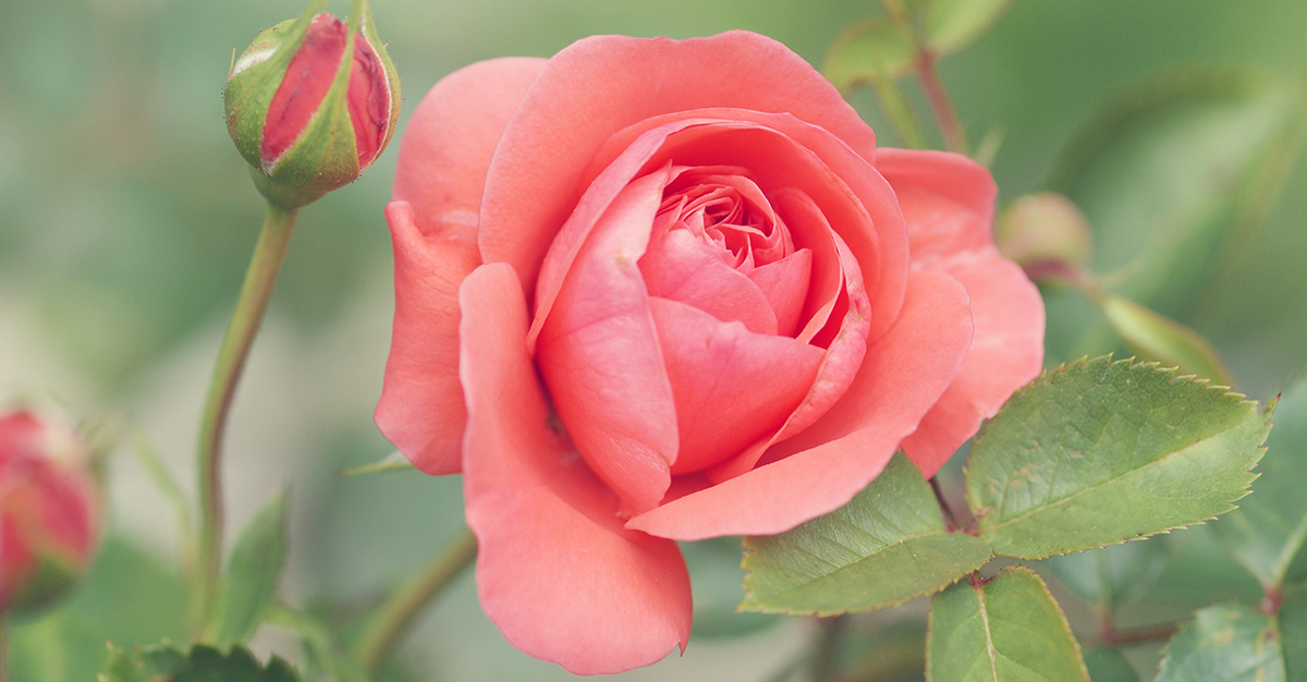 Rose Colour Meanings and Types