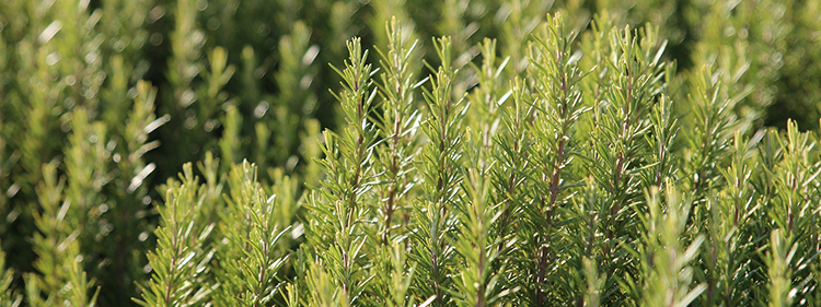Rosemary Plants