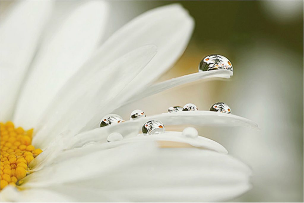 Daisy with reflection in dew drops