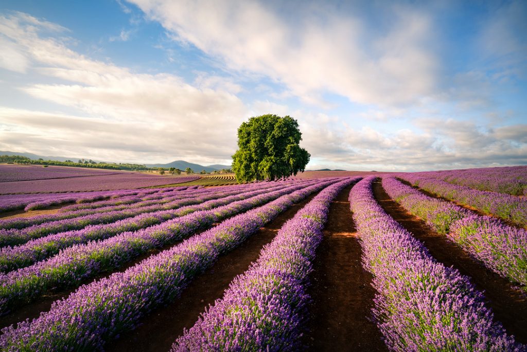 Lavender farm Bridestowe