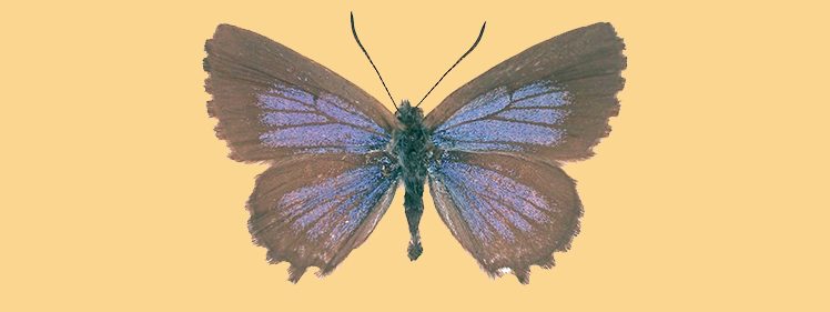 Saltbush Blue Butterfly