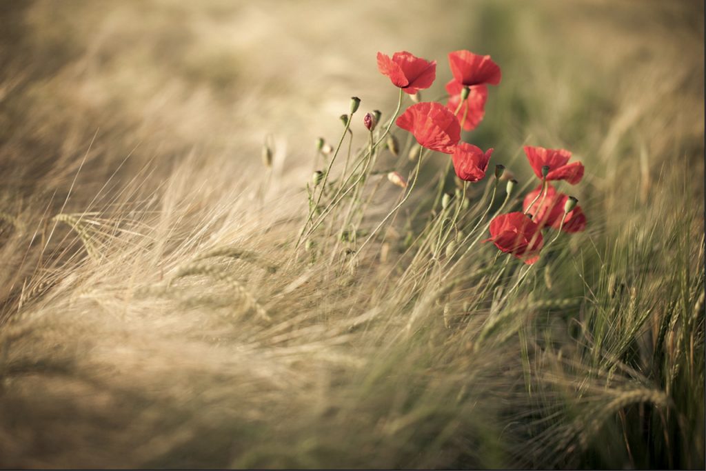 Poppies in field