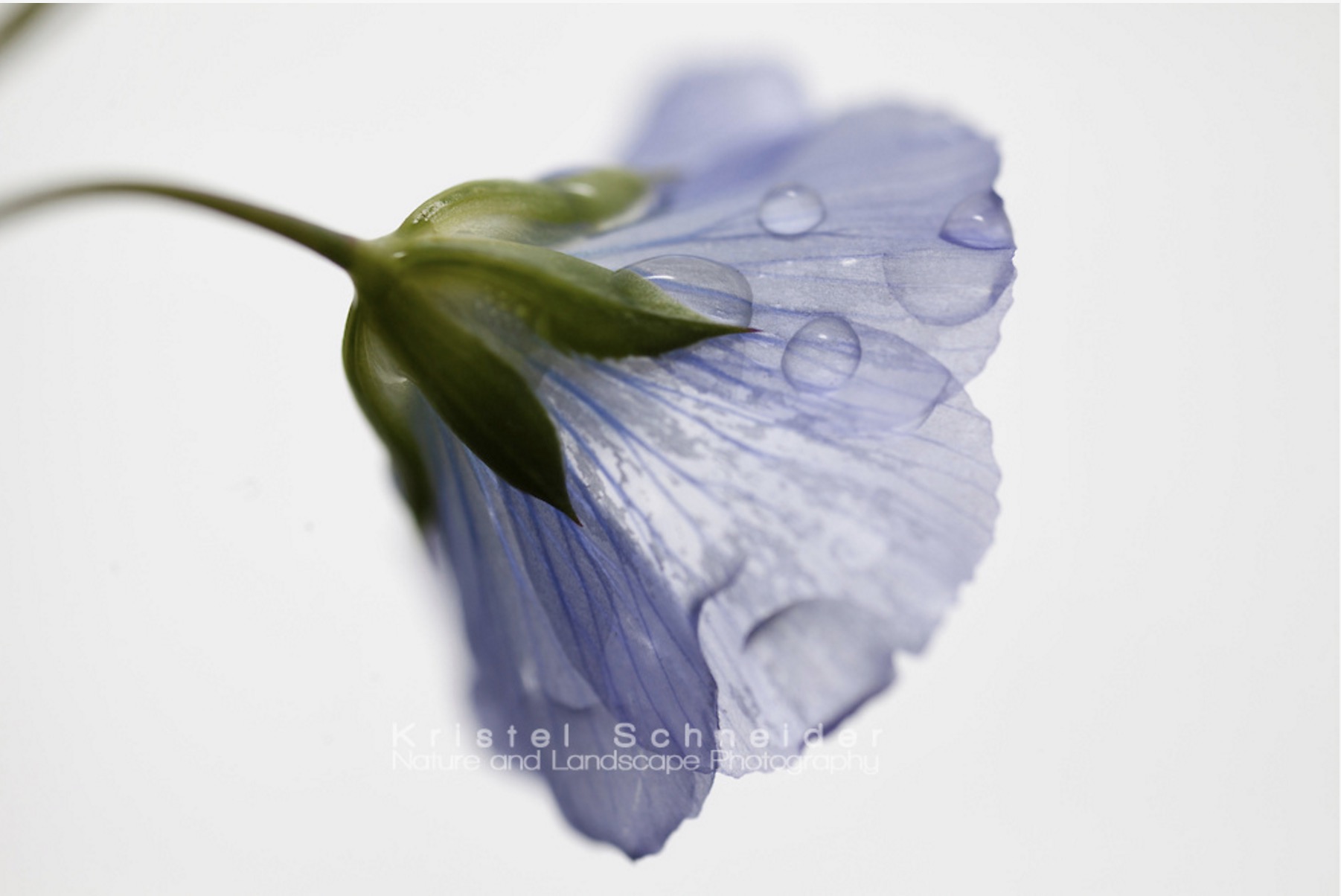 Flax flower