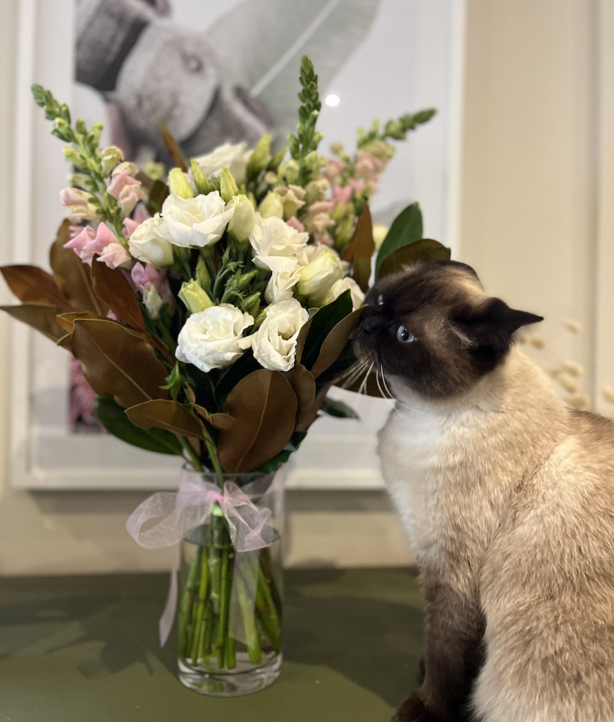 Cat sniffing flowers. The Cat's Meow from Flowers Across contains pet-safe lisianthus, snapdragons and magnolia leaves.