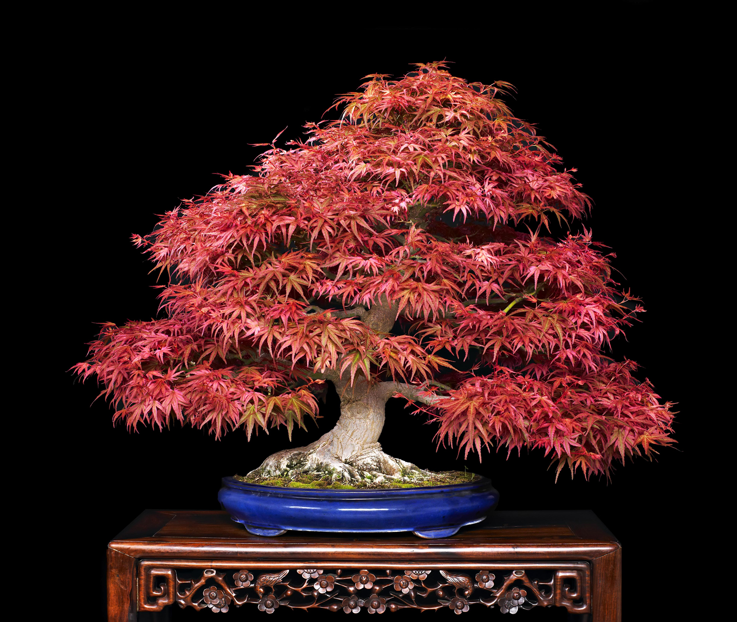 The Most Influential Bonsai Artists (from outside Japan)