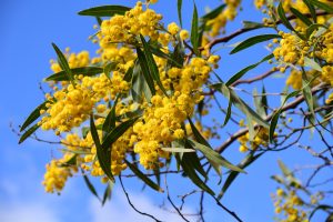 Flowers of the World: 33 Countries and Their National Flowers