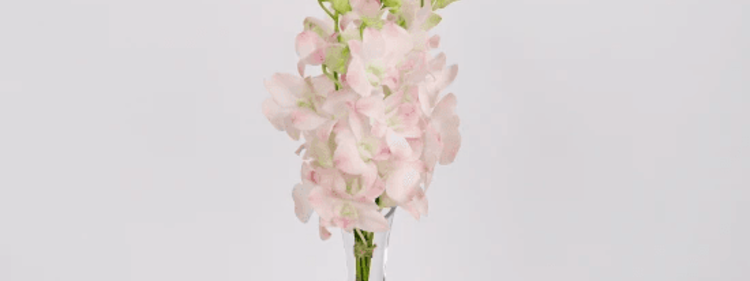 White Flower Stick