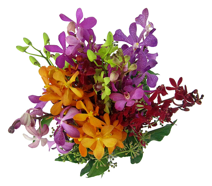 Singapore Orchid