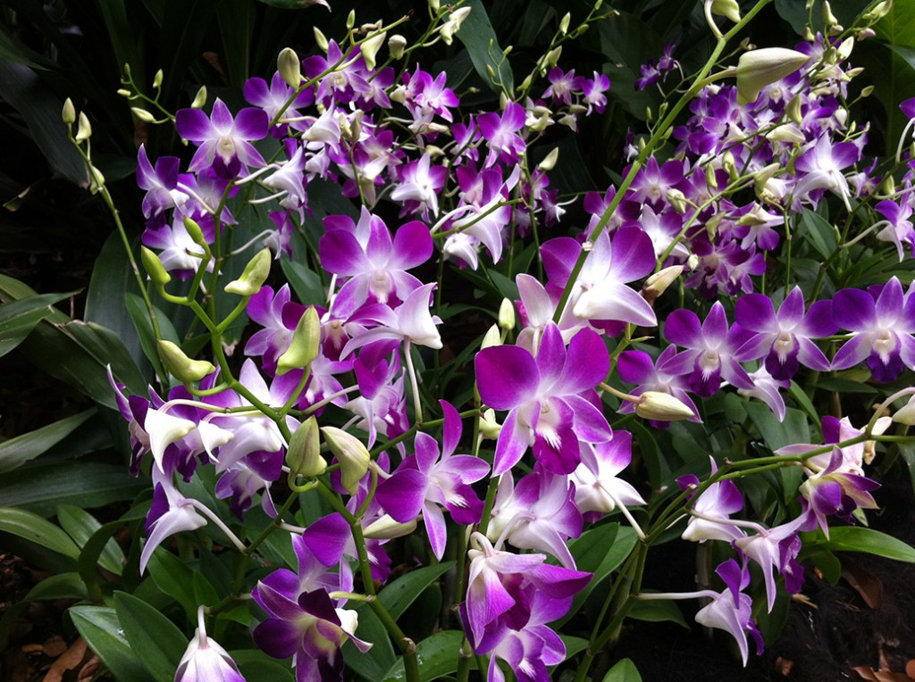 Singapore Orchids