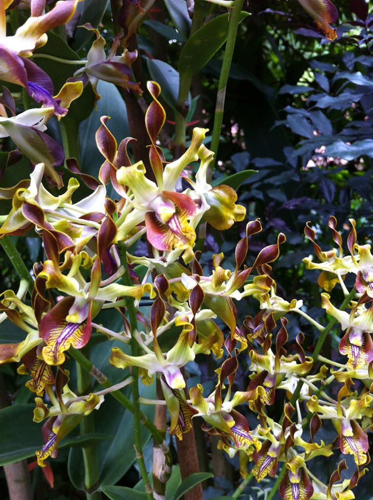 Weird and wonderful orchids