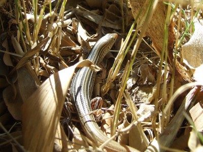 skink