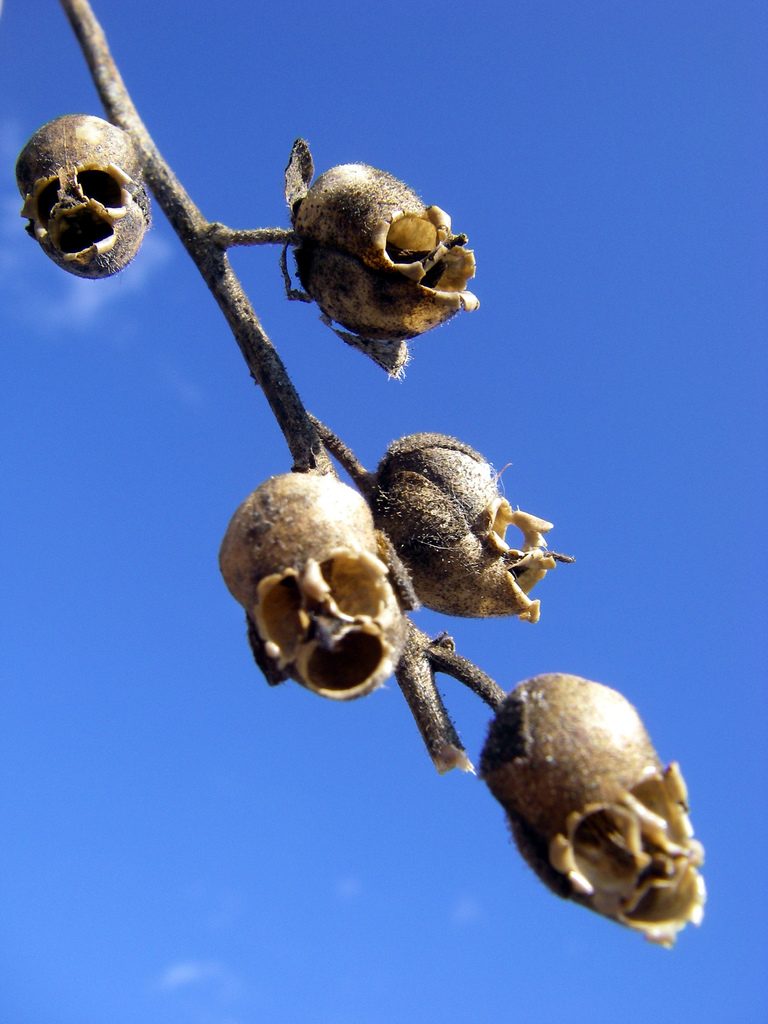 Snap Dragon pod