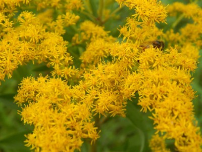 Solidago canadensis flower
